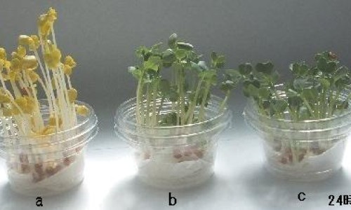 中药马兜铃的药用与付作网 :分享马兜铃的药用价值-中药马兜铃的功效及用量知识